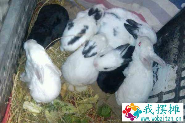 兔子养殖品种有哪些？看完终于知道怎么选了