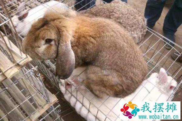 兔子养殖品种有哪些？看完终于知道怎么选了