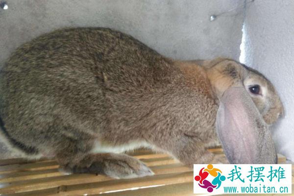 兔子养殖品种有哪些？看完终于知道怎么选了
