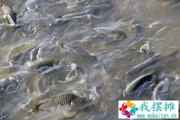 养鱼利润和成本计算，鲢鱼混养亩利润可观