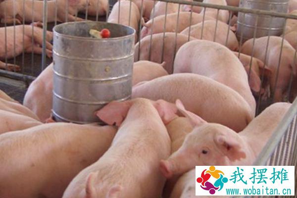 今年养猪行情如何