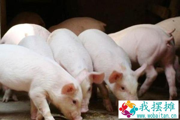 今年养猪行情如何