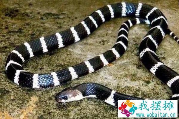 四川适合养殖什么