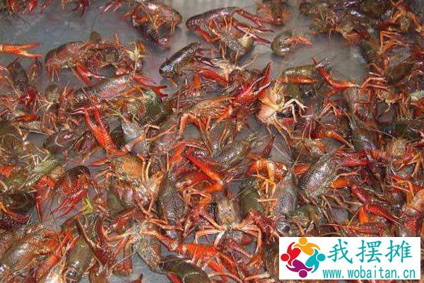 龙虾养殖成本利润大吗