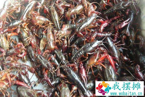 龙虾养殖成本利润大吗
