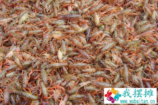 龙虾养殖成本利润大吗
