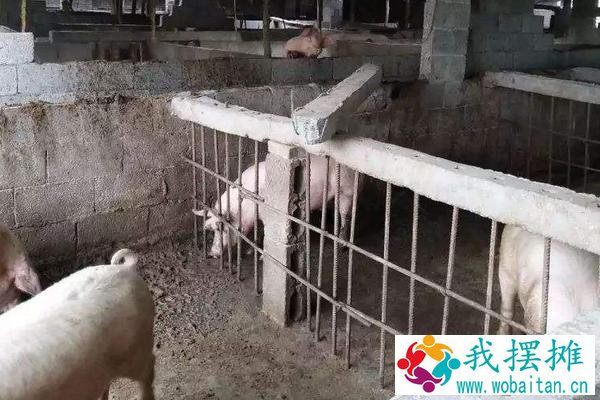 养猪场投资预算