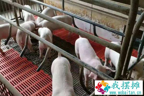 养猪场投资预算