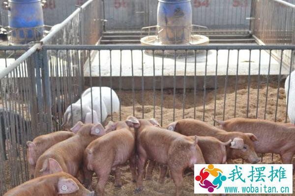 养猪场投资预算