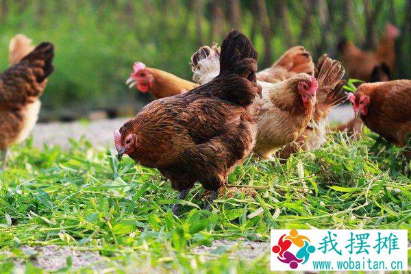 放养鸡的利润与成本