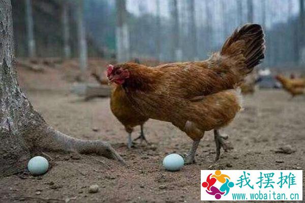 放养鸡的利润与成本