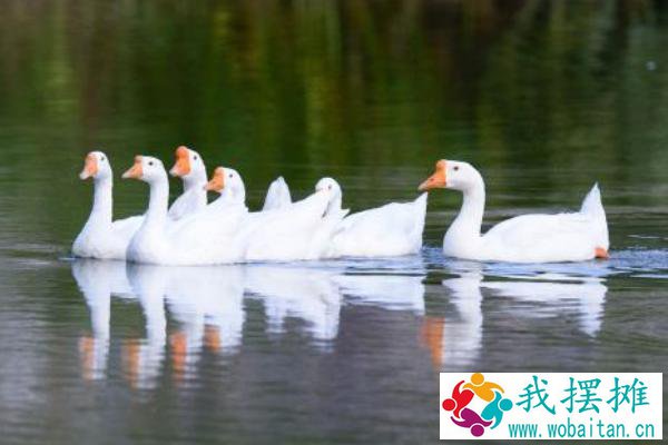 养鹅经济效益好规模养殖有难度