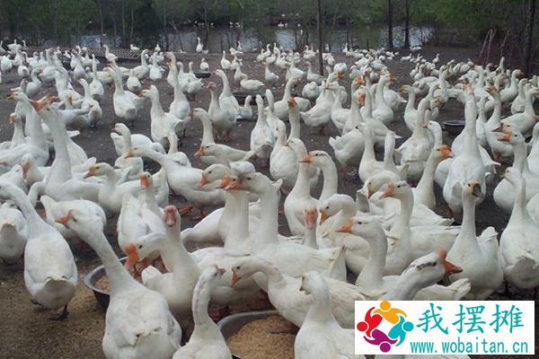 养鹅经济效益好规模养殖有难度