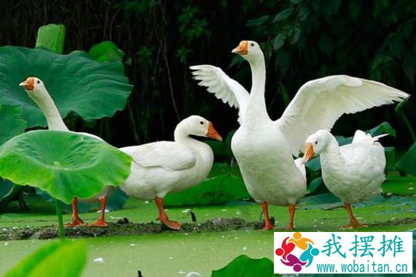 养鹅经济效益好规模养殖有难度
