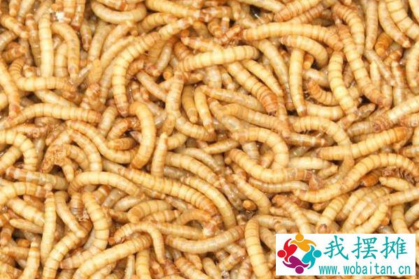 一斤黄粉虫养殖成本