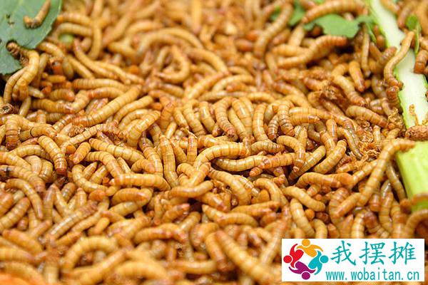 一斤黄粉虫养殖成本