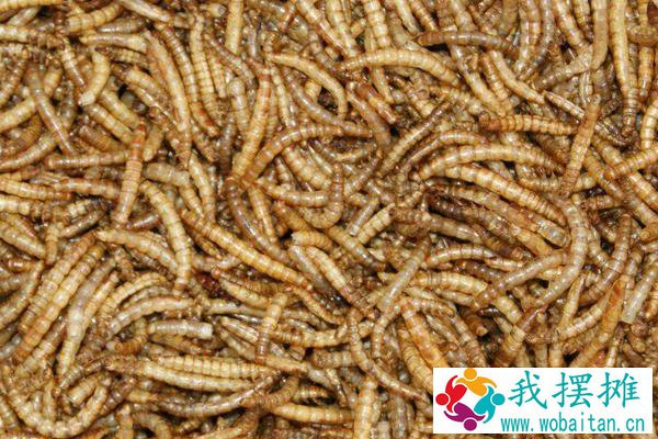 一斤黄粉虫养殖成本