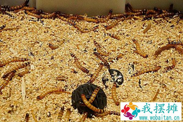 一斤黄粉虫养殖成本