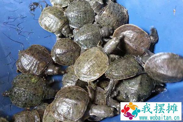 网围养殖生态甲鱼效益高