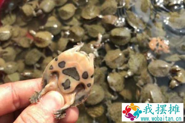 网围养殖生态甲鱼效益高