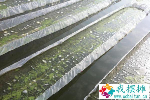 福寿螺养殖亩产多少吨