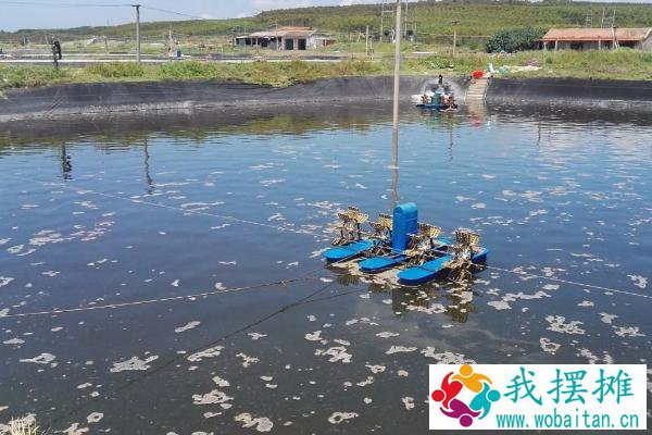 虾养殖现状及市场分析