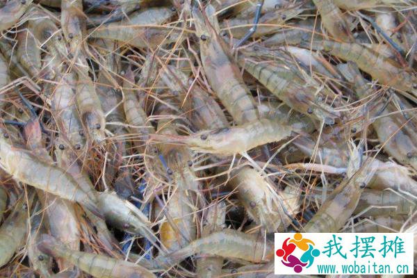 虾养殖现状及市场分析