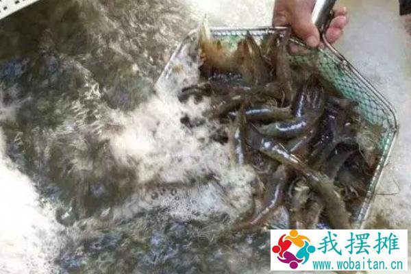 大棚养虾的利润与成本