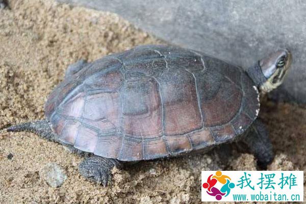 石金钱龟养殖入门必读