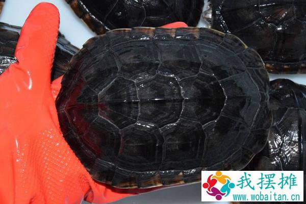 石金钱龟养殖入门必读
