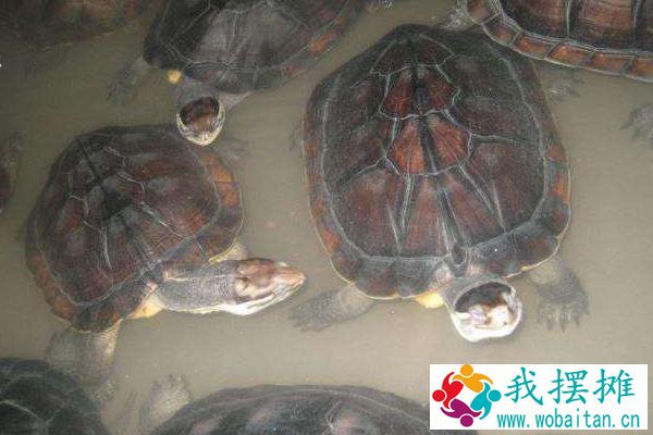 石金钱龟养殖入门必读