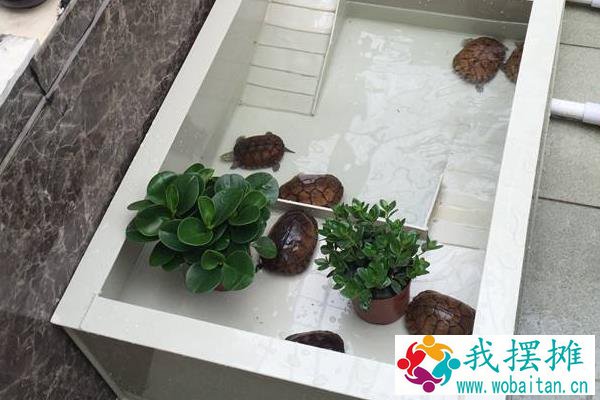 石金钱龟养殖入门必读