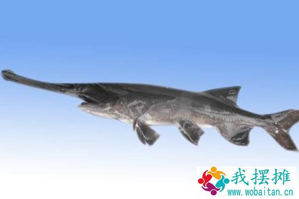 养殖周期短的鱼