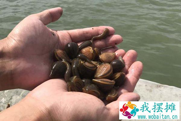 蚂蝗养殖挣钱吗