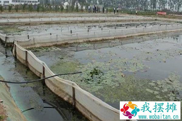 蚂蝗养殖挣钱吗