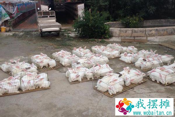 小规模养殖兔子大概需要多少成本