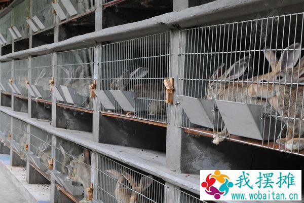 小规模养殖兔子大概需要多少成本