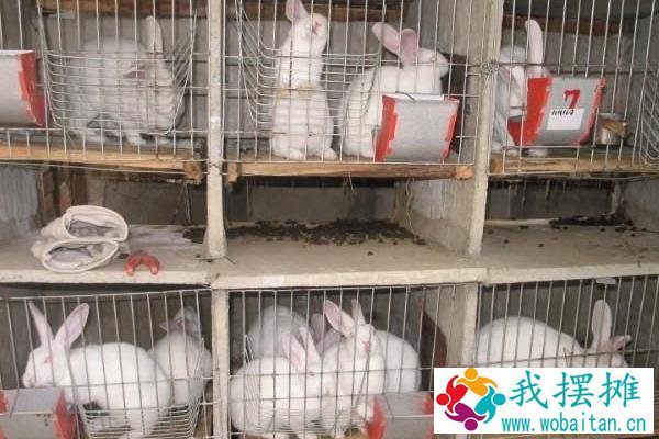 小规模养殖兔子大概需要多少成本