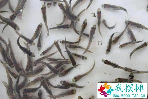 加州鲈鱼养殖1斤成本