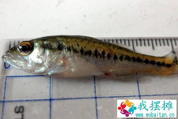 加州鲈鱼养殖1斤成本