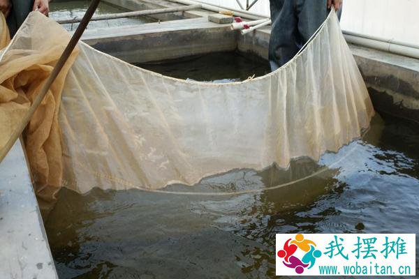 加州鲈鱼养殖1斤成本