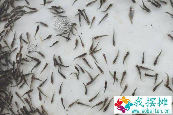 加州鲈鱼养殖1斤成本