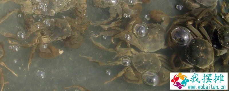 河蟹怎么越冬