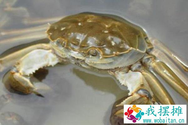 河蟹怎么越冬