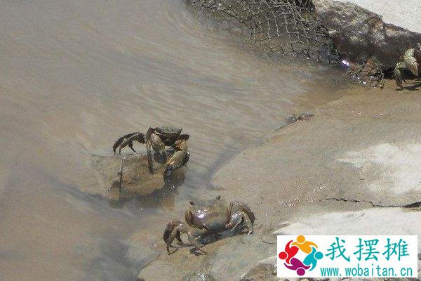 河蟹怎么越冬