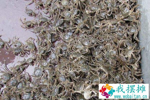 河蟹怎么越冬