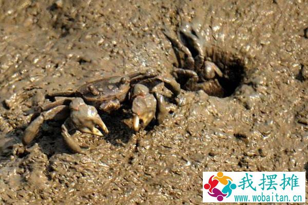 河蟹怎么越冬