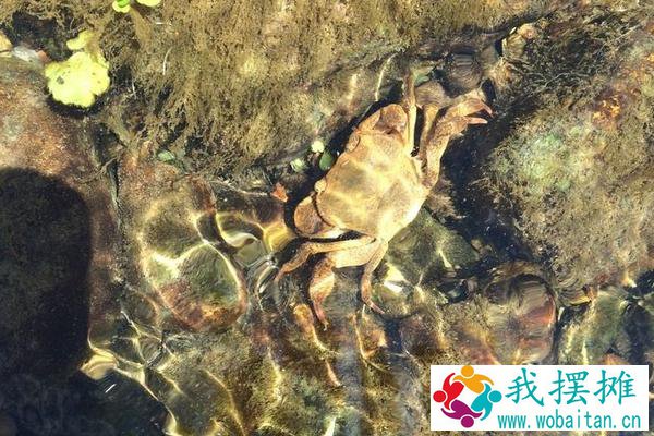 河蟹怎么越冬