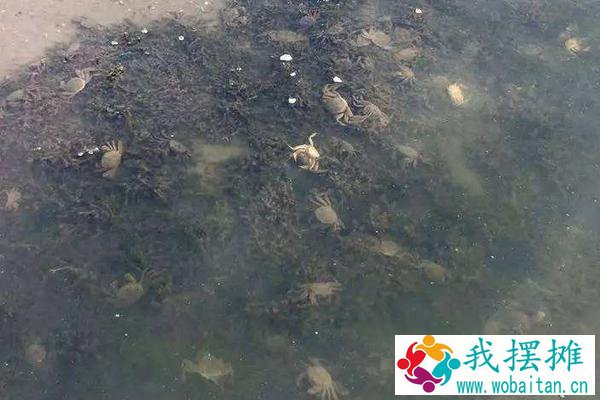 河蟹怎么越冬