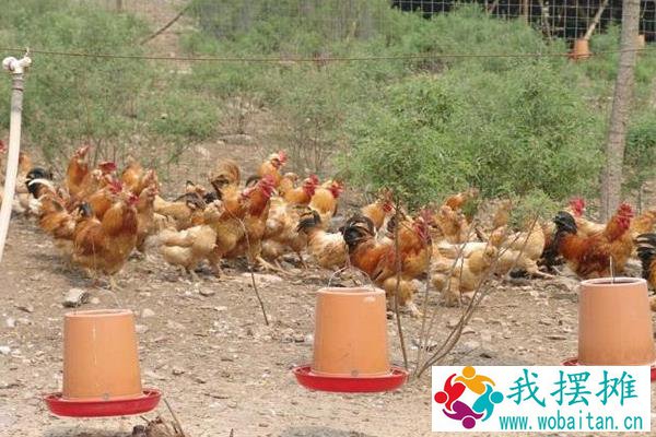生态家畜养殖方法